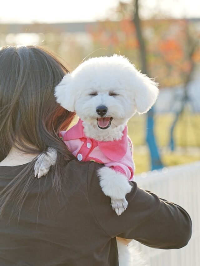 Bichon Frise