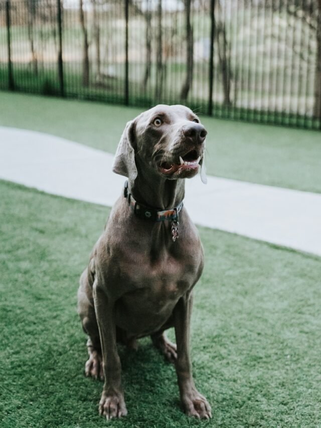 gray short coat large dog on green grass field during daytime