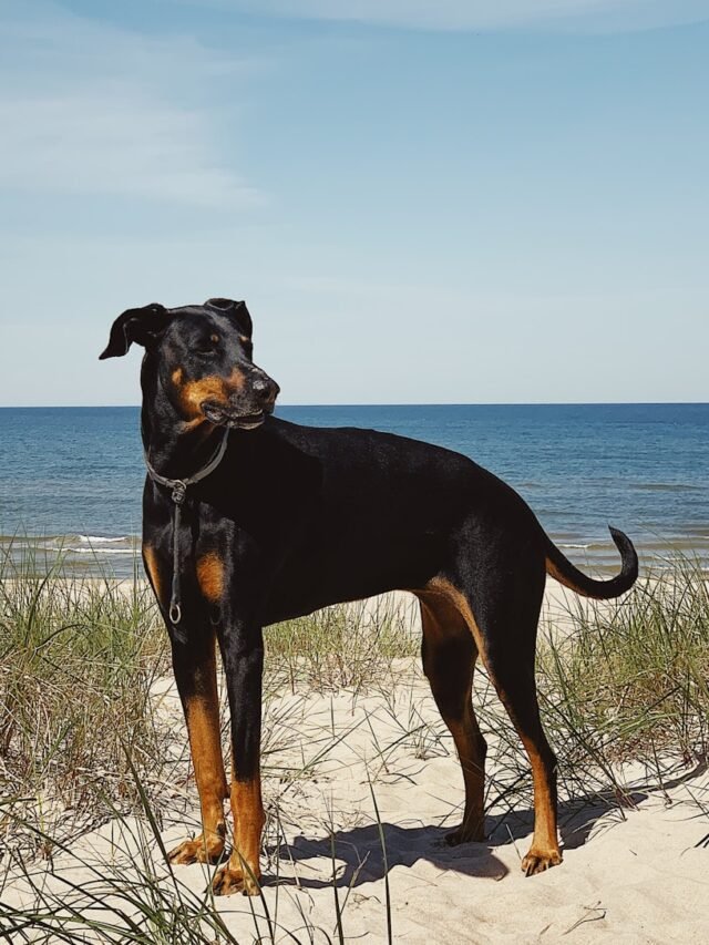 a black and brown dog standing on top of a sandy beach