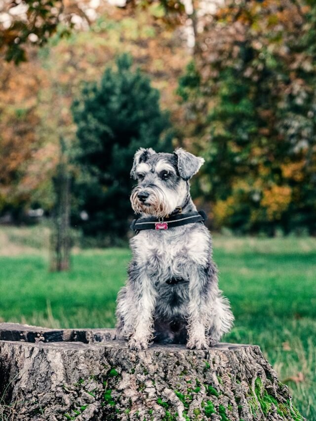 grey and white miniature schnauzer on grey concrete fence