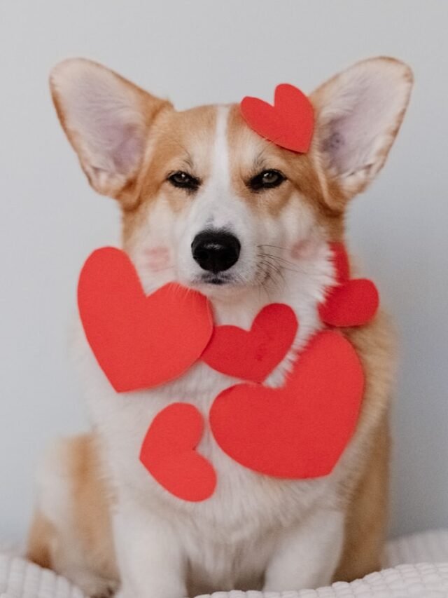 brown and white corgi wearing pink heart shaped hat