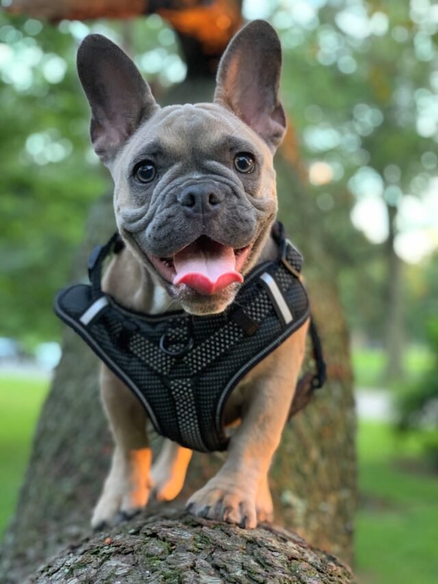 French bulldog