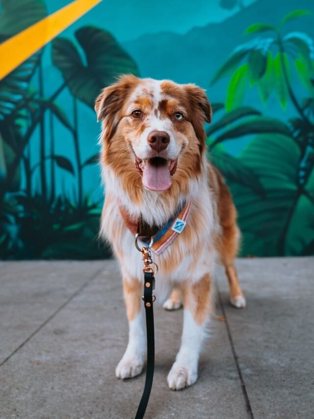 australian shepherd (16)