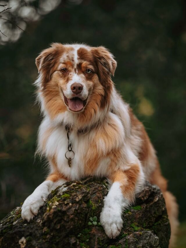 australian shepherd (18)