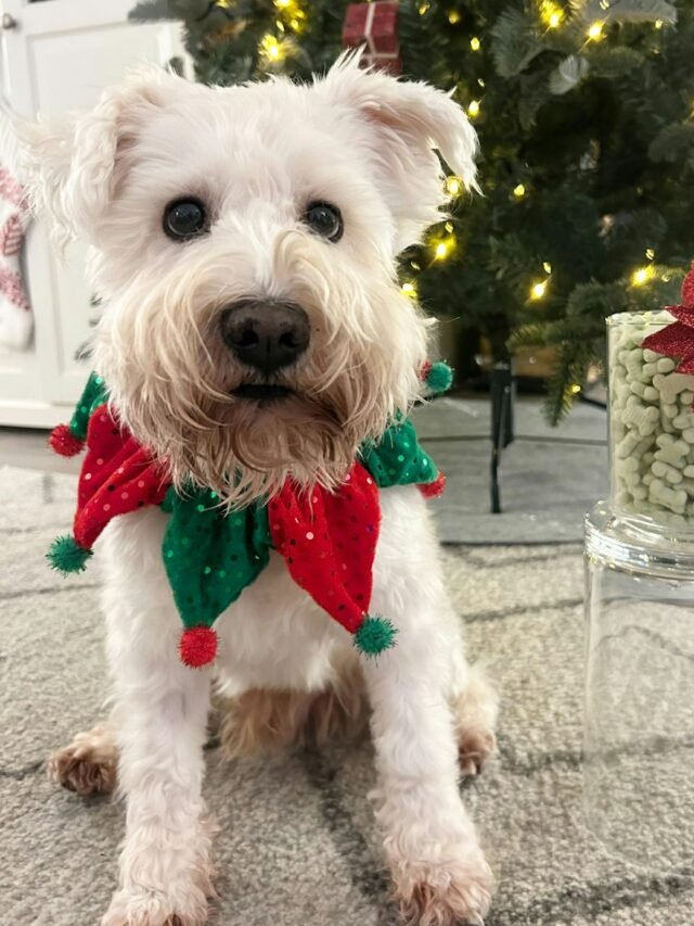 a small white dog wearing a red and green scarf