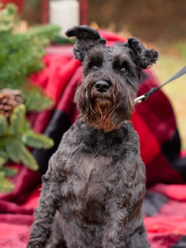 a black dog sitting on top of a bed next to a christmas tree