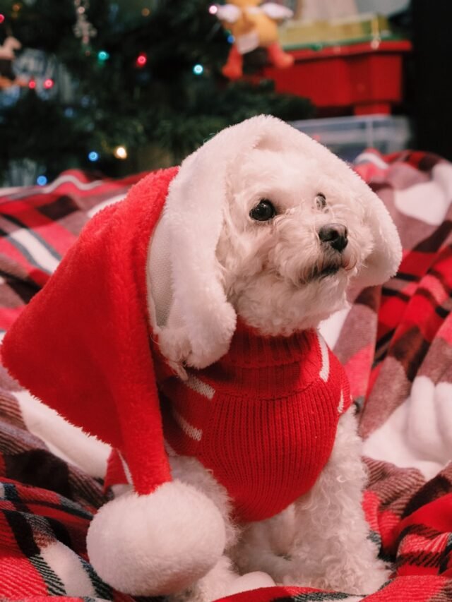 Maltese