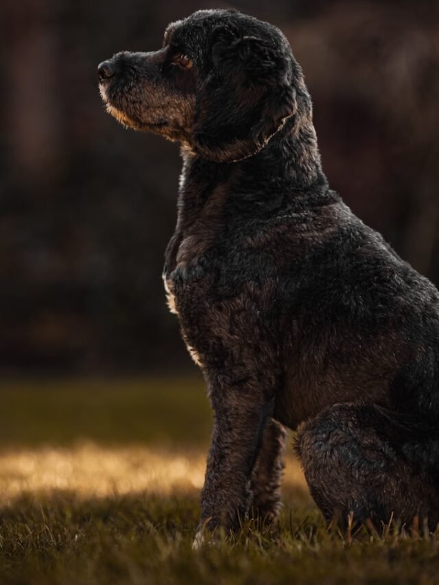 a dog sitting in the grass looking up