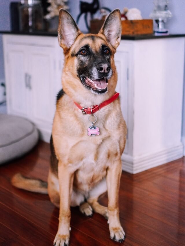 brown and black german shepherd sitting on brown wooden floor
