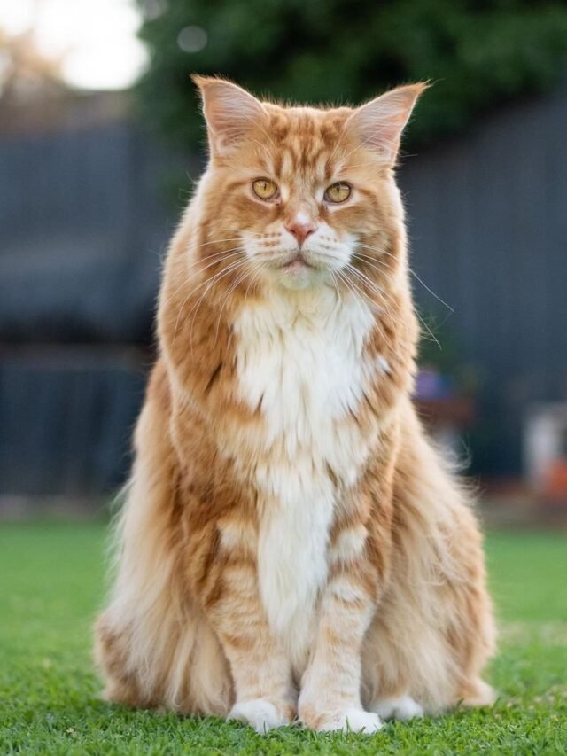 maine coon jj