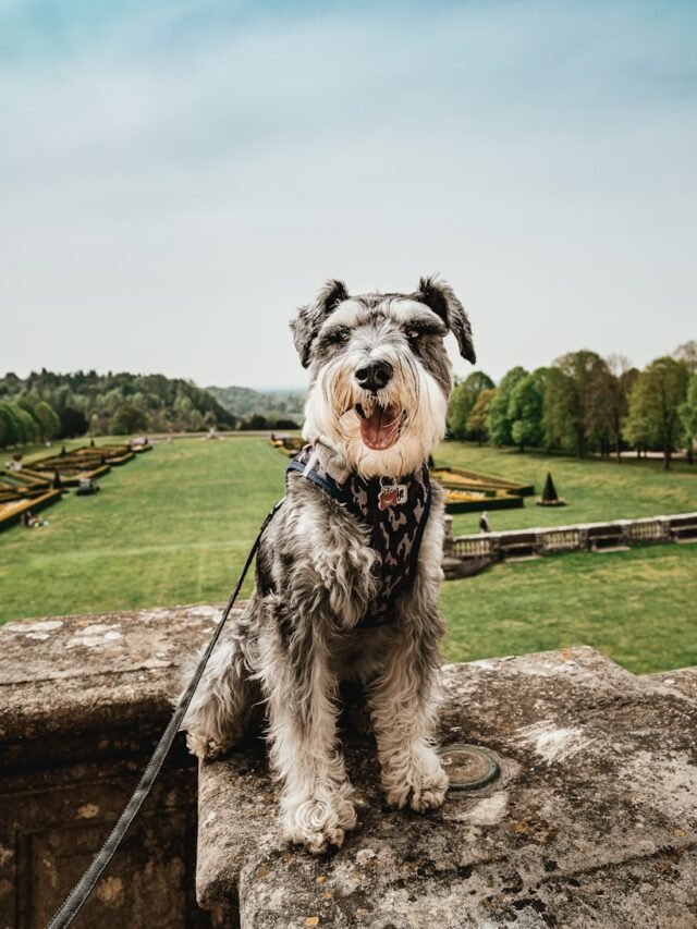 leashed dog sitting on rock