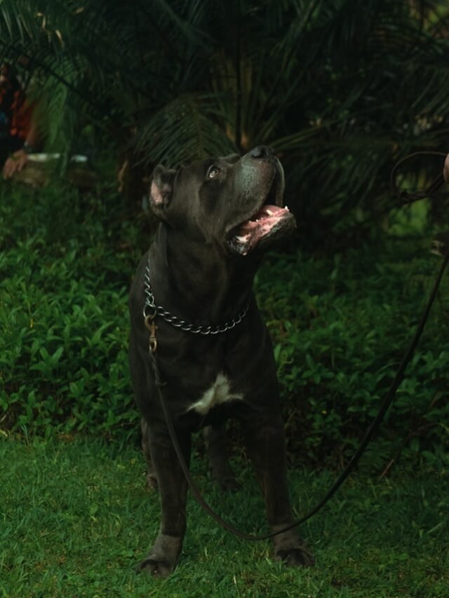a black and white dog standing on top of a lush green field