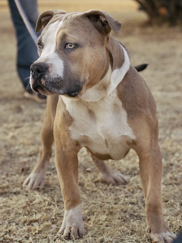 brown and white american pitbull terrier mix puppy on brown field during daytime