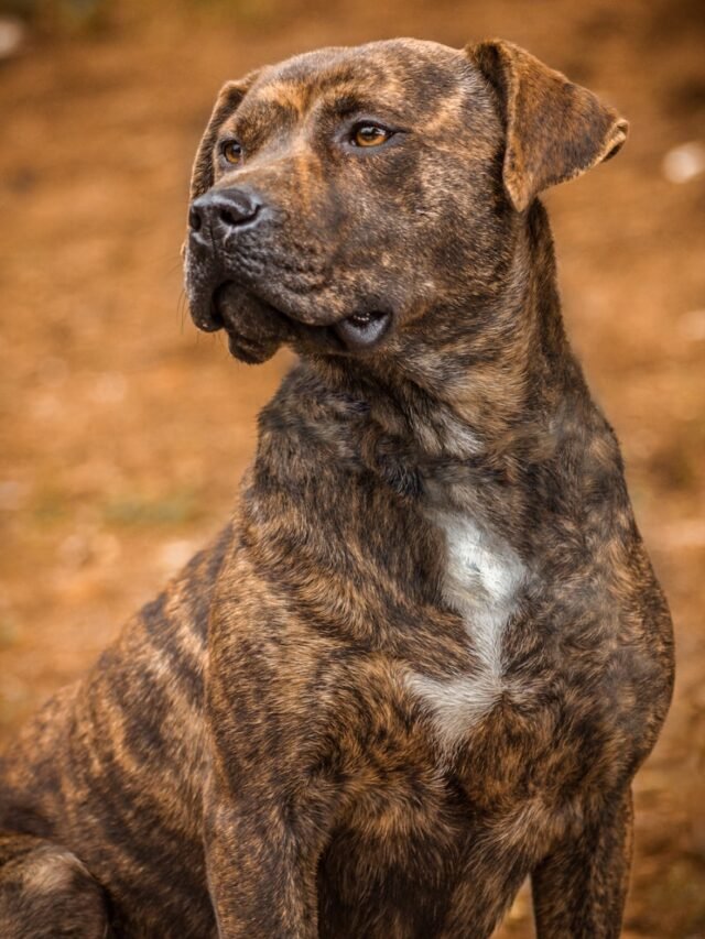 selective focus photography of black and tan dog standing outdoor during daytime