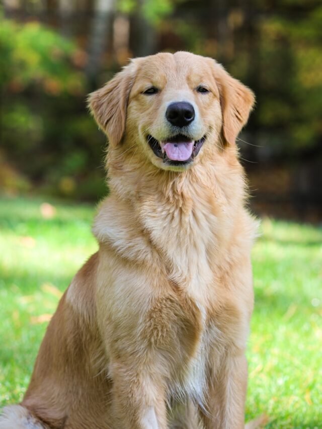 a dog sitting in the grass with its tongue out