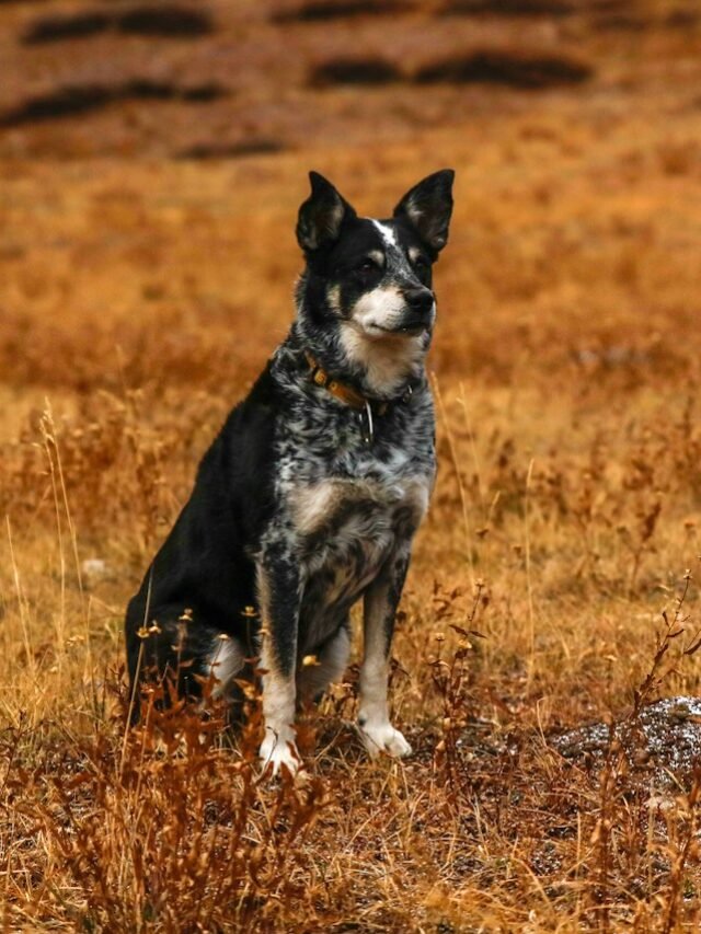 short-coated black dog sitting on grass