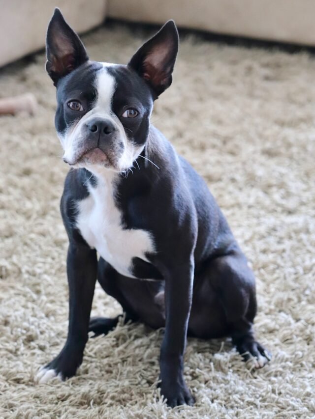 a black and white dog