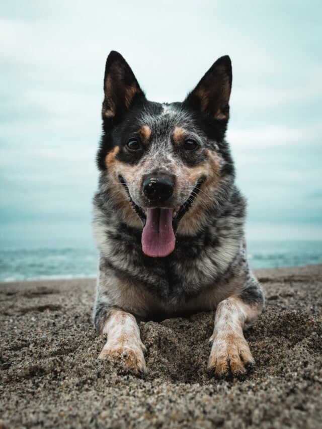 a dog laying on a beach with its tongue out