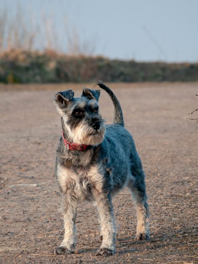 black and white short coated small dog running on brown field during daytime