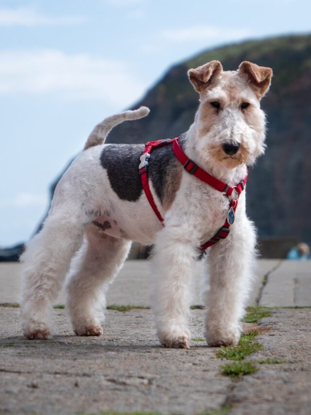 a small white dog wearing a red harness