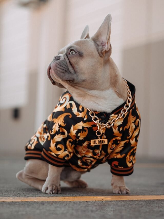 fawn pug wearing black orange and white leopard print shirt