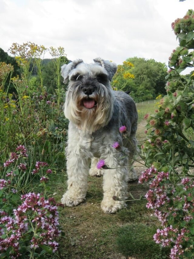 dog near flowers