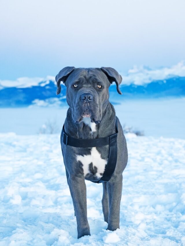 a black and white dog standing in the snow